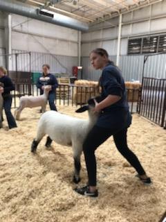 Adrianna setting up lamb